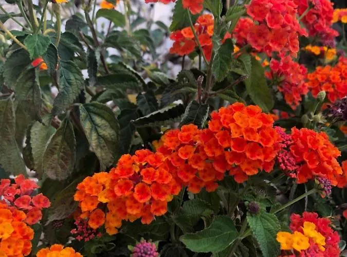 Дом отдыха Delfines Бениса